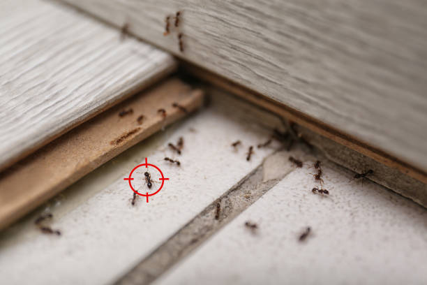 Insect Control in Quanah, TX