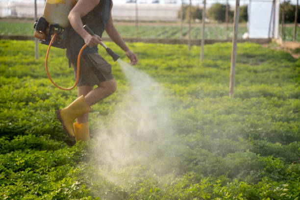 Best Emergency Pest Control  in Quanah, TX