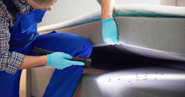 Best Pest Control Near Me in Quanah, TX