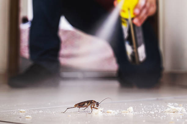 Best Ant Control Services  in Quanah, TX