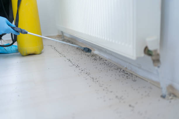 Best Affordable Pest Control Services  in Quanah, TX
